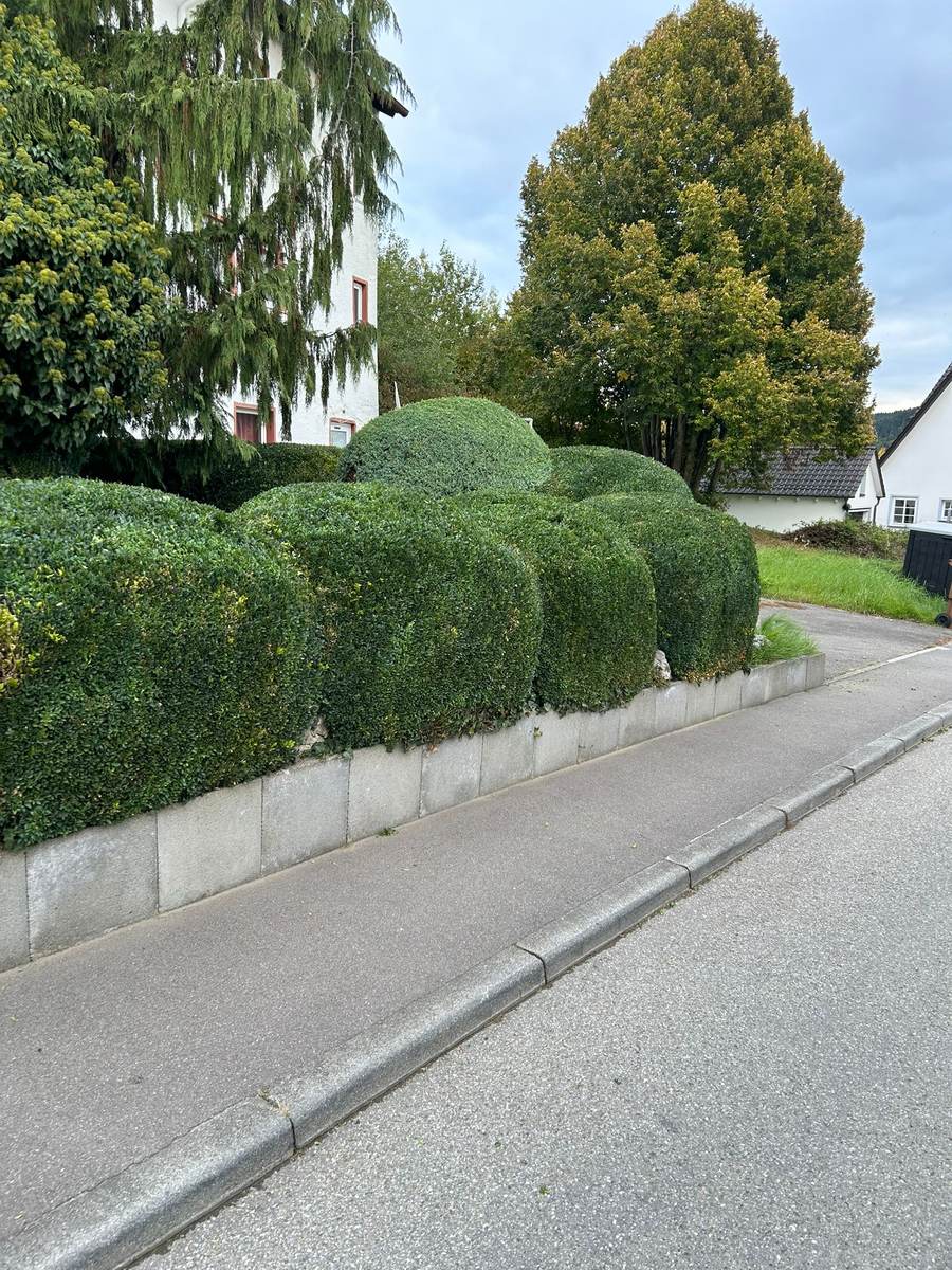 Präzise geschnittene Buchskugeln entlang einer Straße