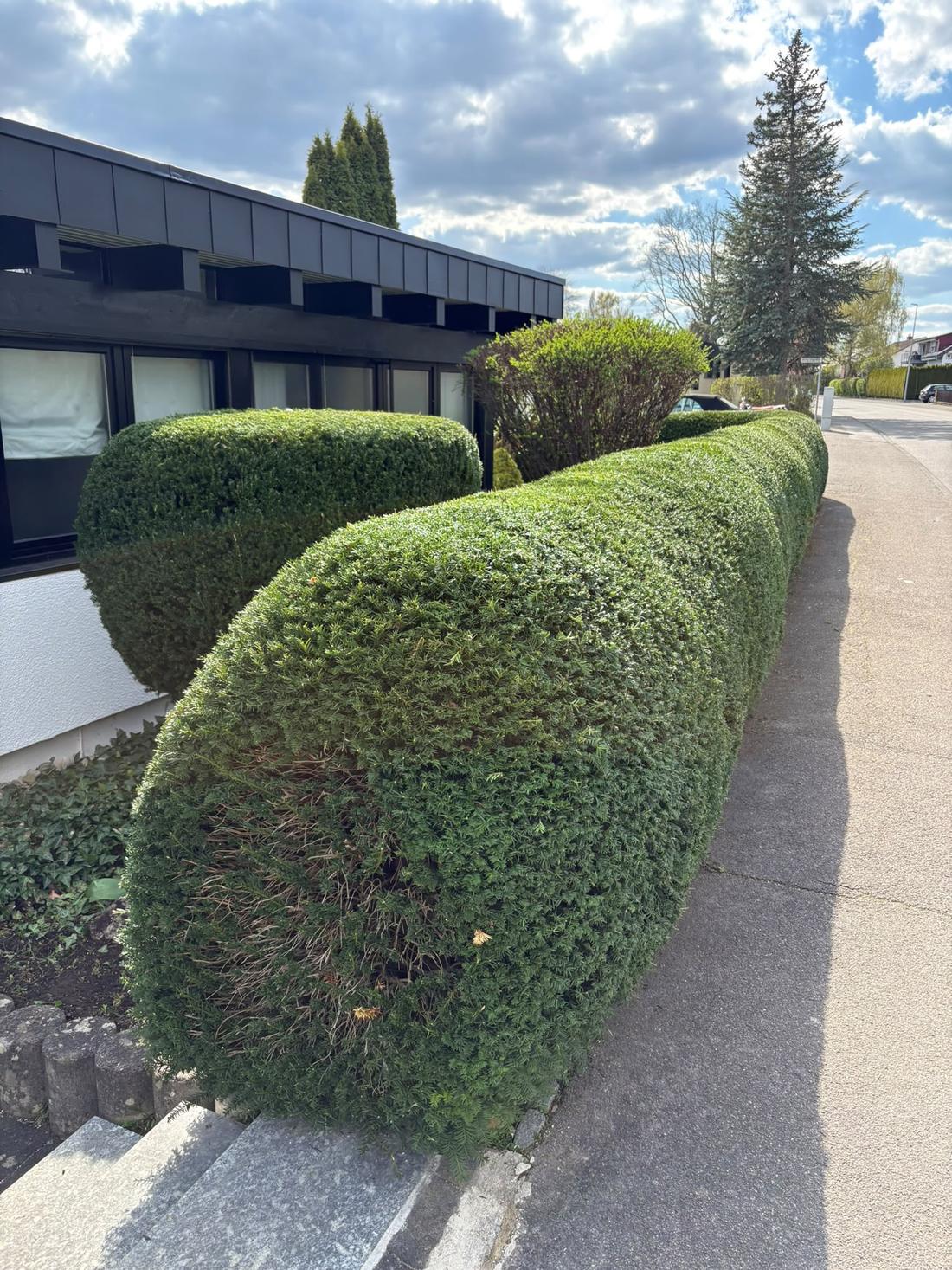 Rund geformte Hecke am Gebäude