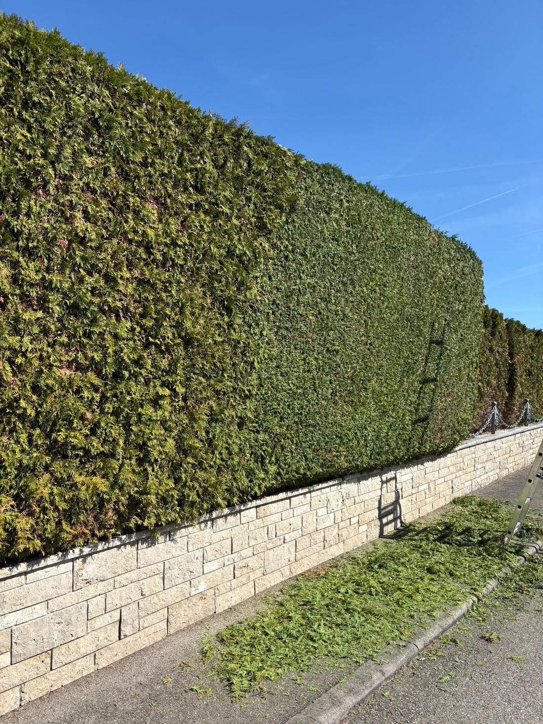 Hohe Thuja-Hecke präzise geschnitten
