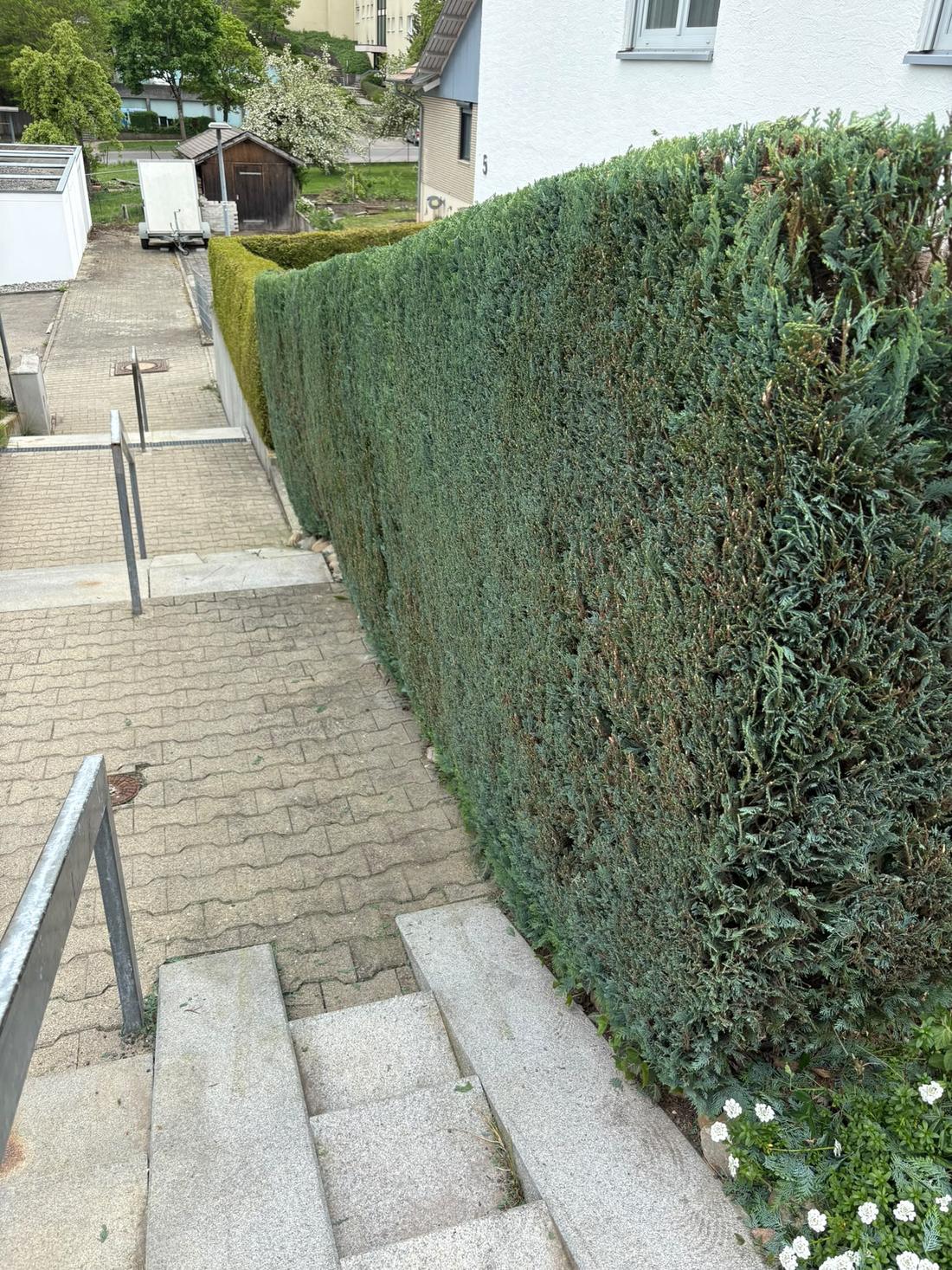 Zypressenhecke am Hauseingang, nachher
