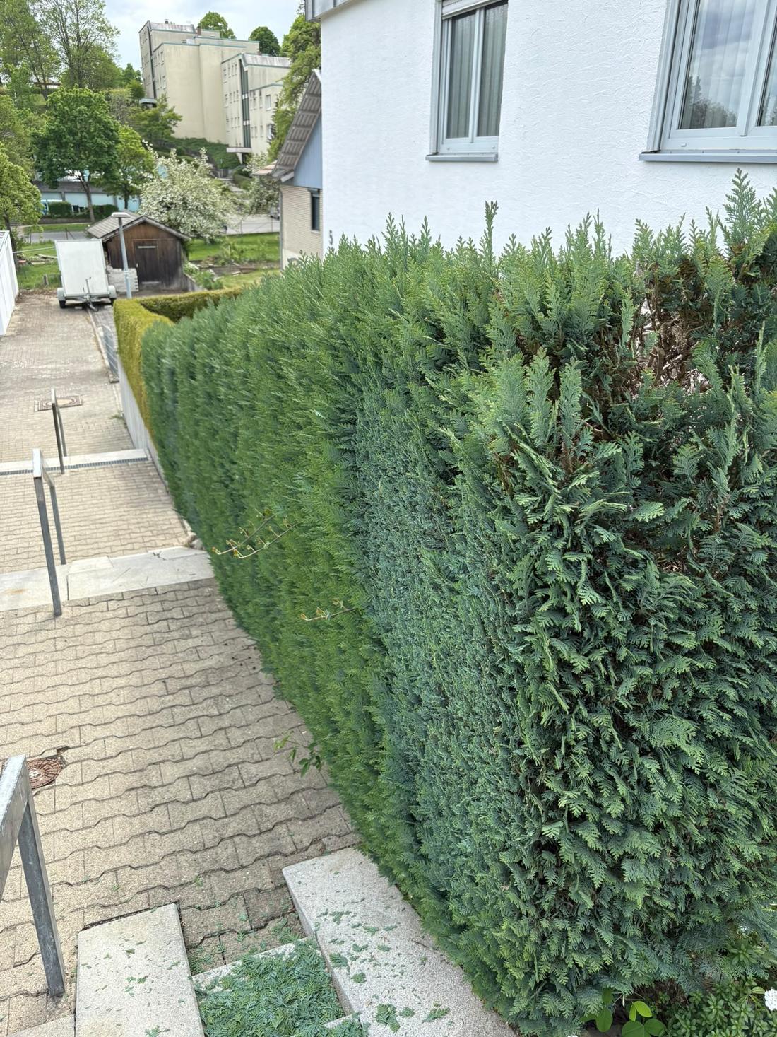 Zypressenhecke am Hauseingang, vorher