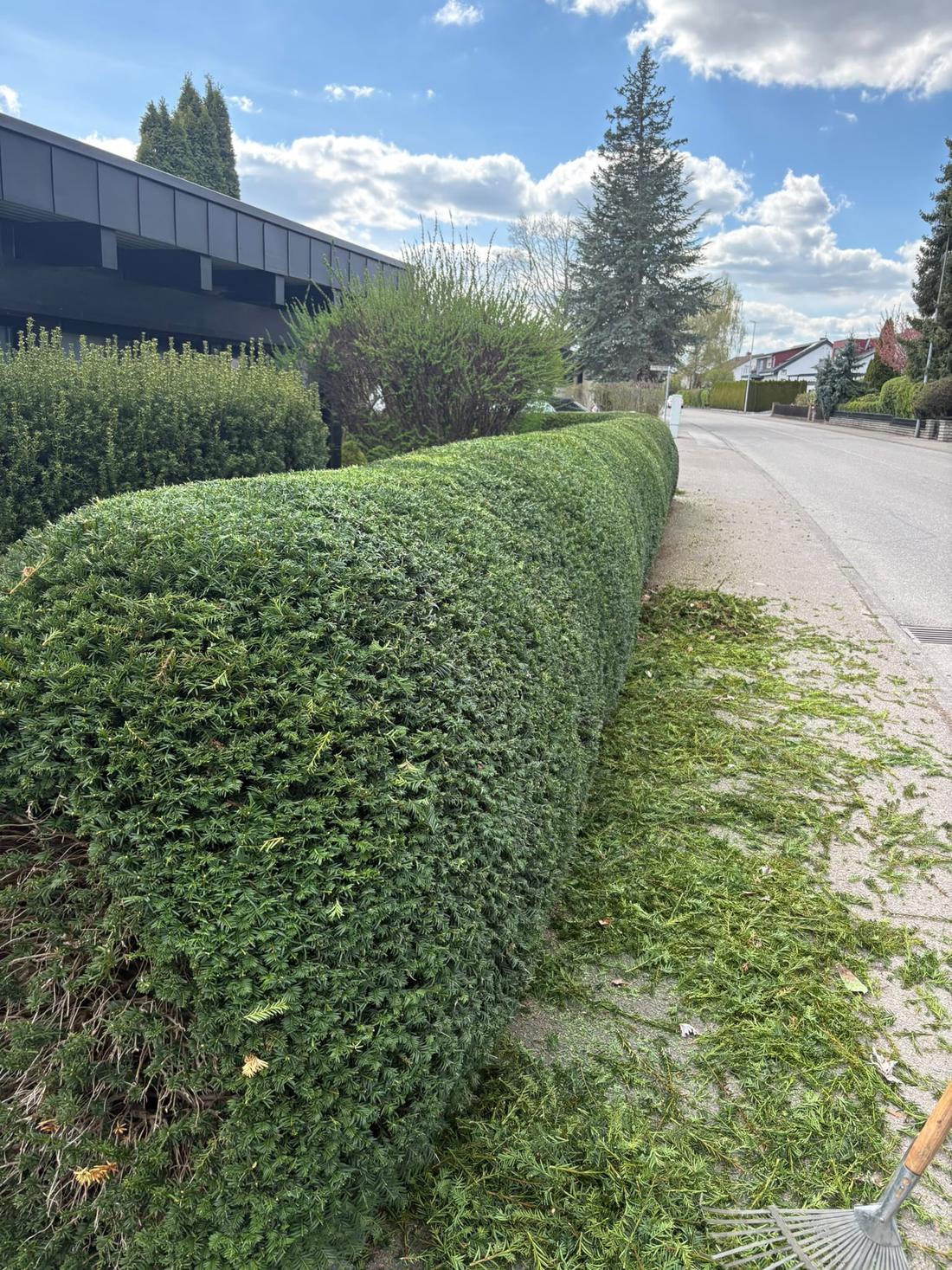 Straßenhecke am Firmengebäude, nachher